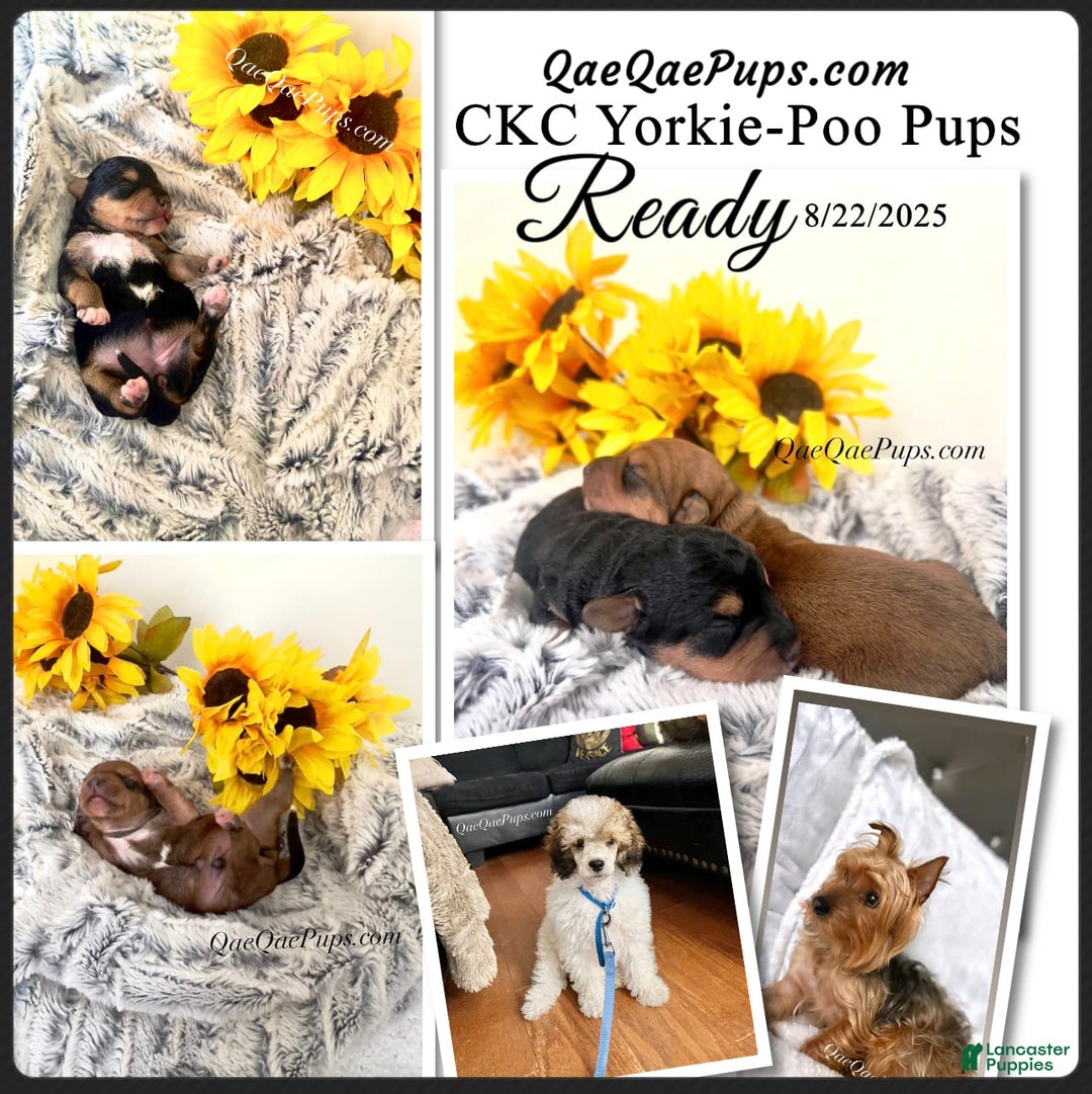 Standard Poodle dogs for sale: Yorkie-poo Pups - Image 1