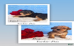 Standard Poodle dogs for sale: Yorkie-poo Pups - Image 7