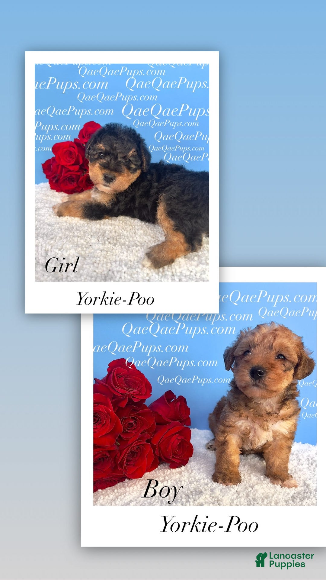 Standard Poodle dogs for sale: Yorkie-poo Pups - Image 7