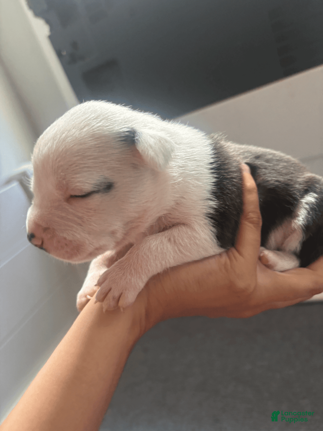 American Bully dogs for sale: Beauty - Image 2