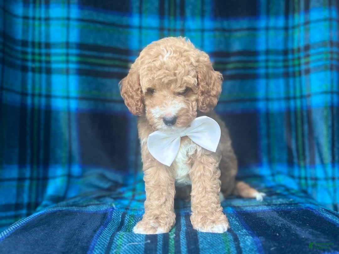 Cavapoo dogs for sale: Denver - Image 4