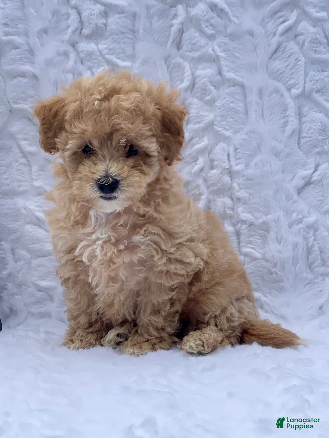 Bichpoo dogs for sale: Cassie - Image 2