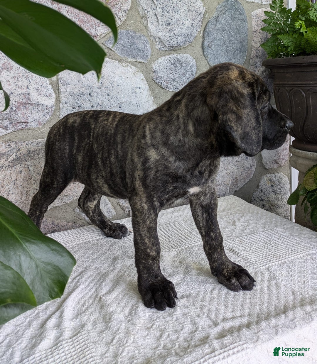 English Mastiff dogs for sale: Bella - Image 10