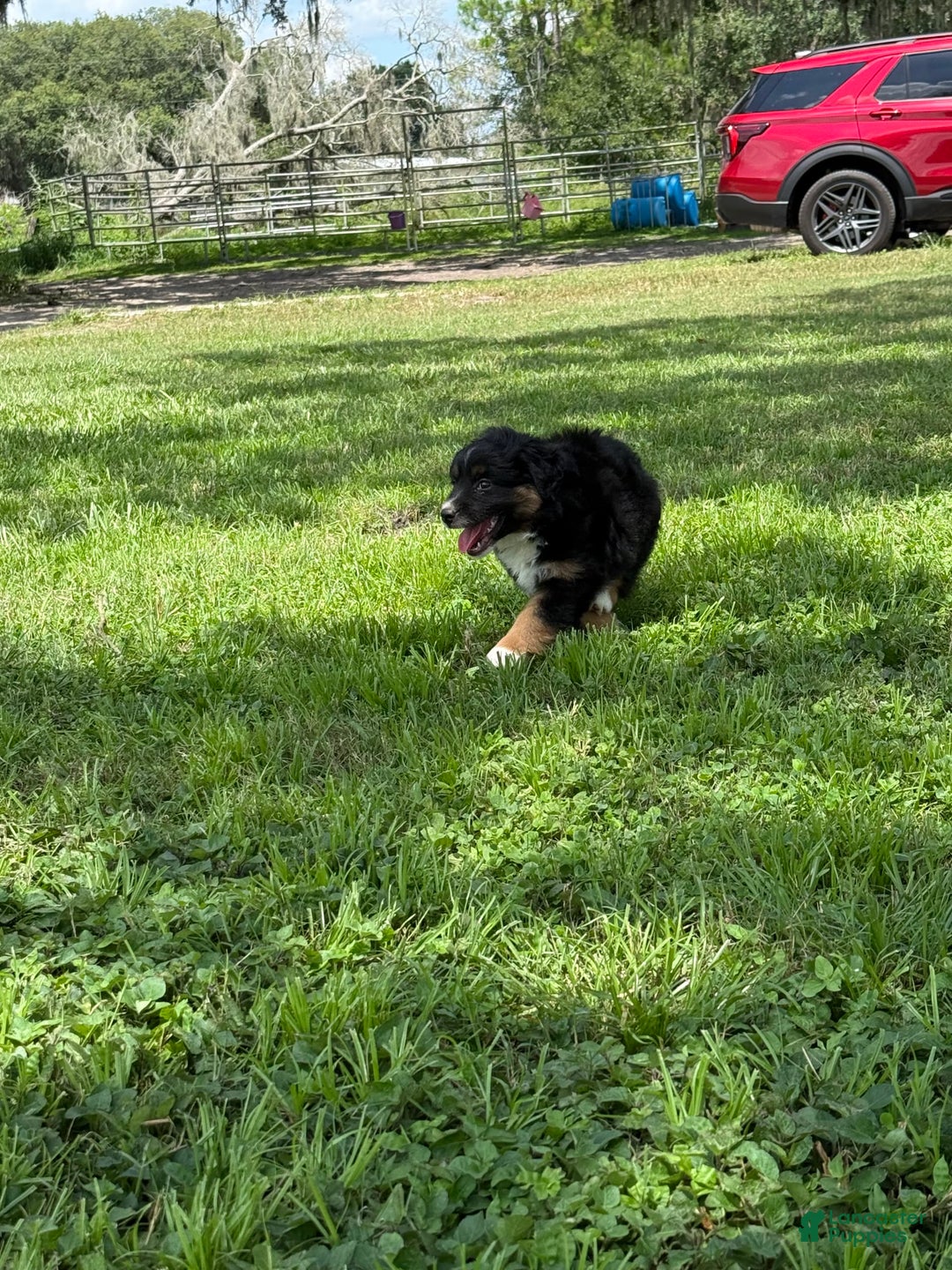  dogs for sale: Toy Australian Shepherd 2 puppies - Image 18