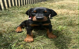 Doberman Pinscher dogs for sale: DUTCHESS - Image 1