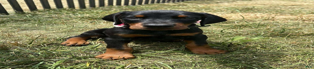 DUTCHESS