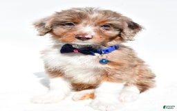 Mini Aussiedoodle dogs for sale: Eden - Image 1