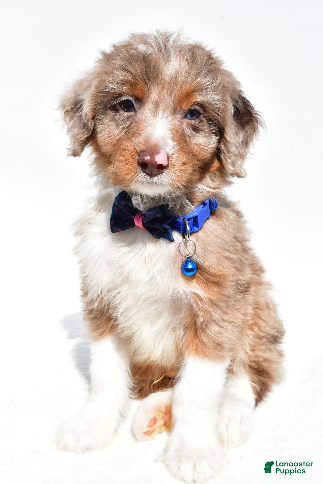 Mini Aussiedoodle dogs for sale: Eden - Image 1
