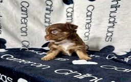 Chihuahua dogs for sale: Theodore Chocolate Lc - Image 11