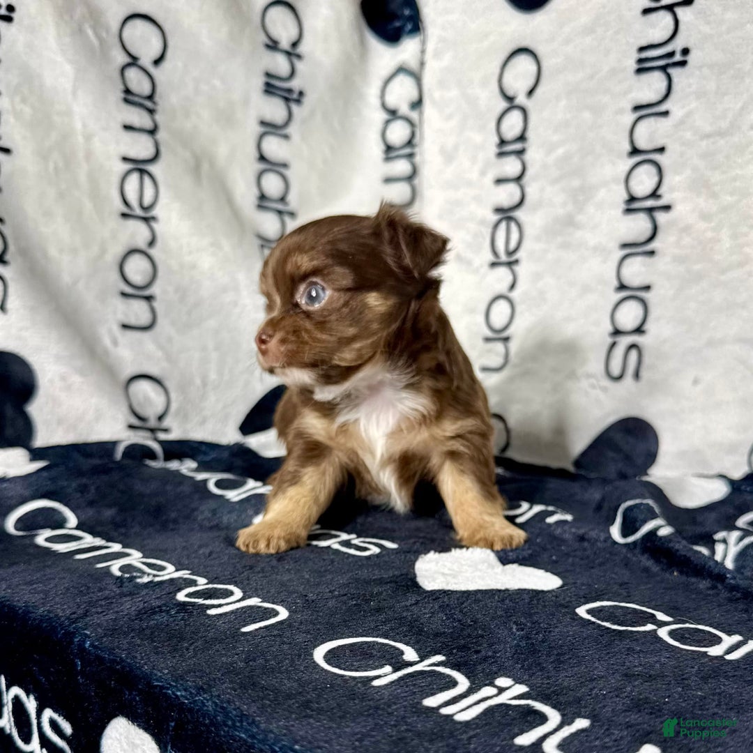 Chihuahua dogs for sale: Theodore Chocolate Lc - Image 11