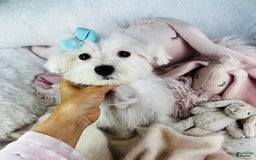 Maltese dogs for sale: Mel - Image 1