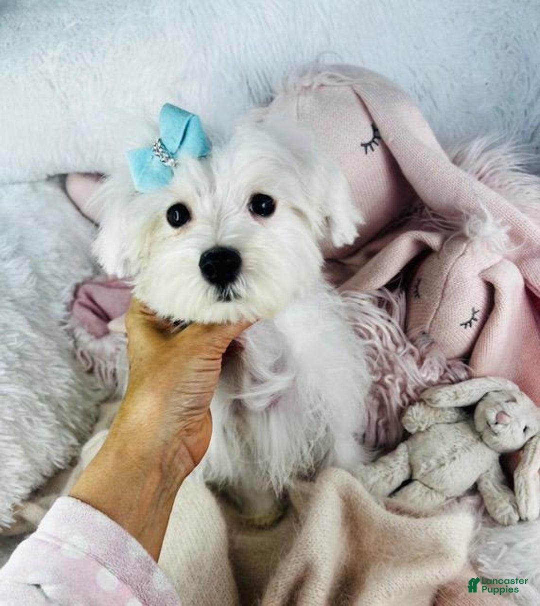Maltese dogs for sale: Mel - Image 1