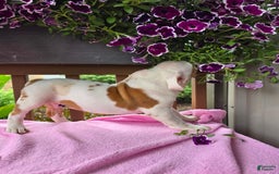 English Bulldog dogs for sale: Peaches - Image 10