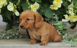Miniature Dachshund dogs for sale: Miniature Dachshund 4 puppies - Image 15