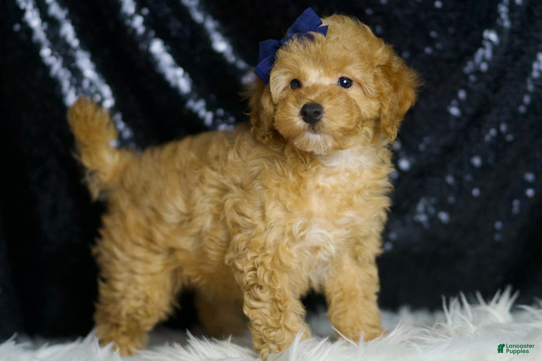 Toy Poodle dogs for sale: Cheese - Image 3
