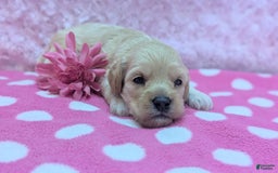 Cockapoo dogs for sale: Magnus - Image 17