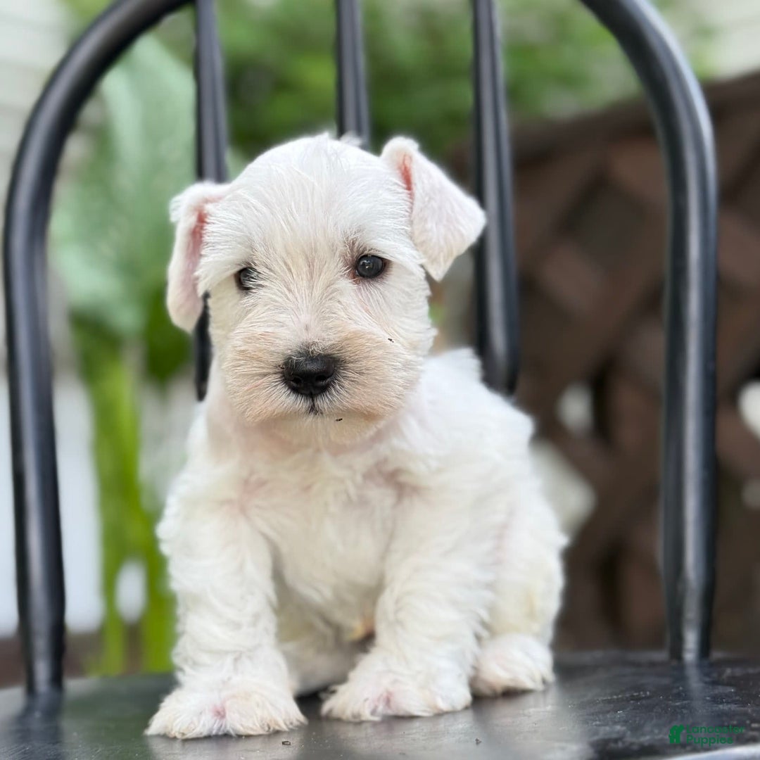 Miniature Schnauzer dogs for sale: Tucker - Image 6