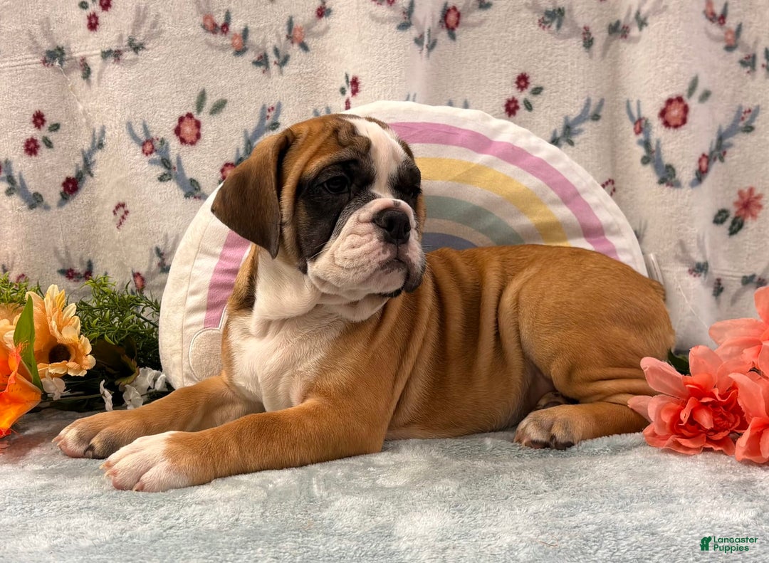 English Bulldog dogs for sale: Donald 0421 - Image 2