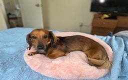 Miniature Dachshund dogs for sale: Hottie - Image 6