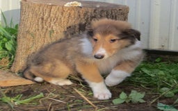 Collie dogs for sale: Archie - Image 3