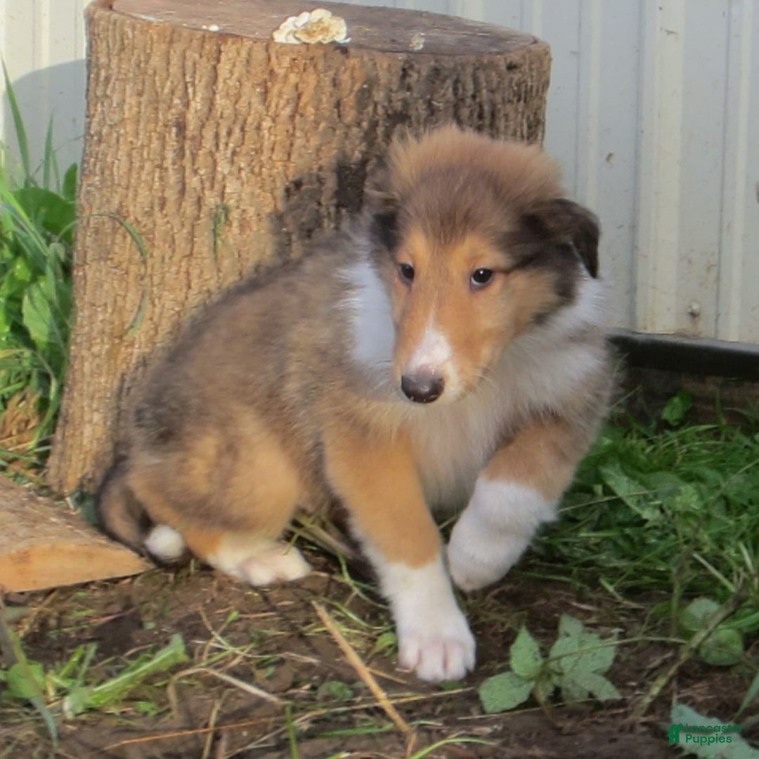 Collie dogs for sale: Archie - Image 3