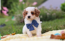 Cavapoo dogs for sale: Ollie - Image 5