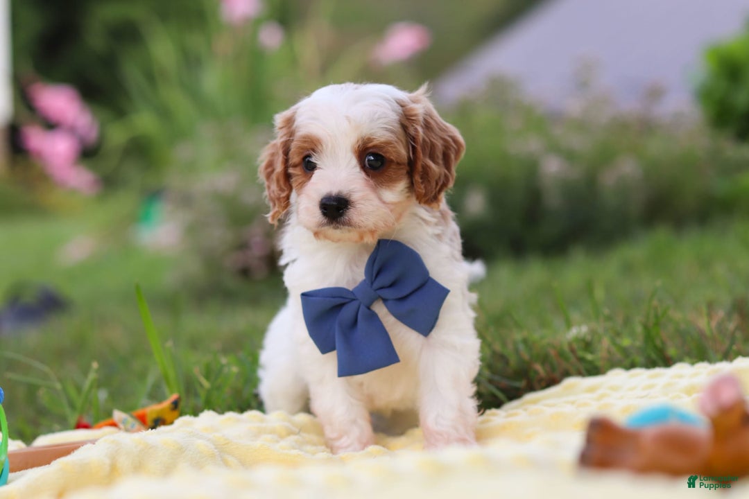 Cavapoo dogs for sale: Ollie - Image 5