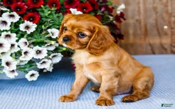 Cavalier King Charles Spaniel dogs for sale: Keegan - Image 10