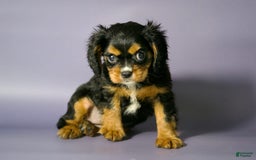 Cavalier King Charles Spaniel dogs for sale: Annie - Image 2
