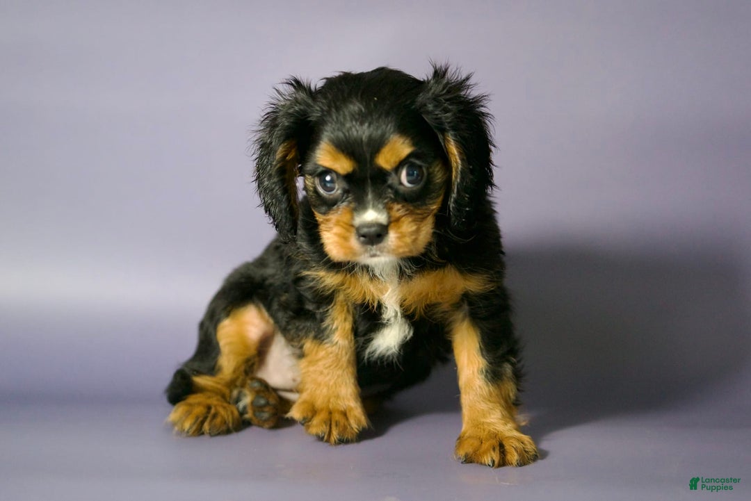 Cavalier King Charles Spaniel dogs for sale: Annie - Image 2
