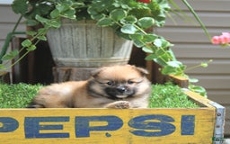 Pomeranian dogs for sale: Abe - Image 1