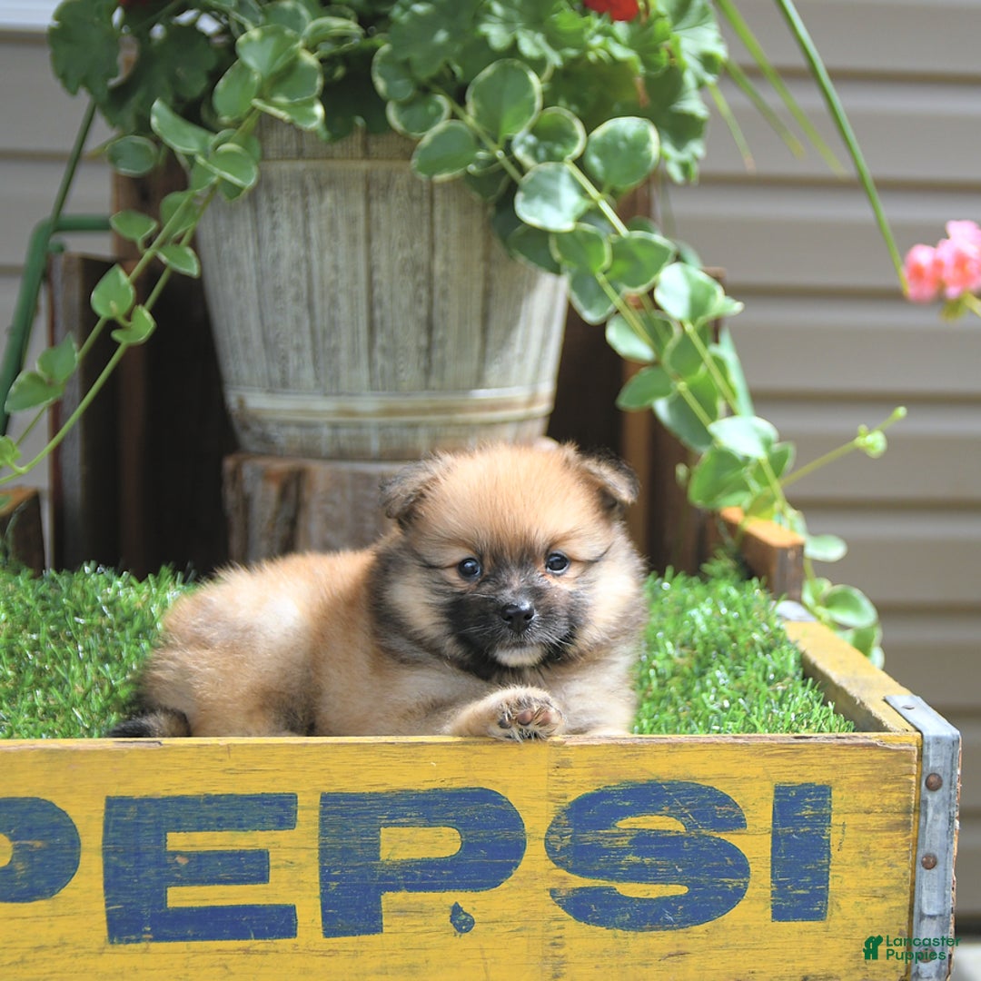 Pomeranian dogs for sale: Abe - Image 1