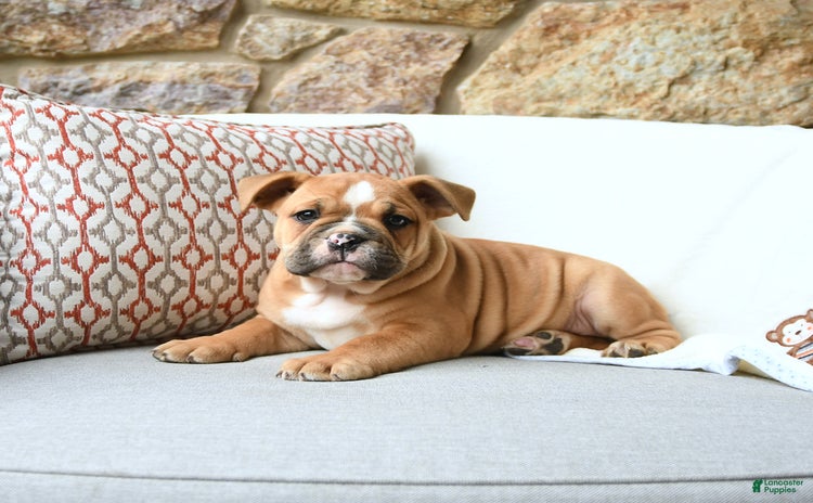 Olde English Bulldogge dogs for sale - Ad 3