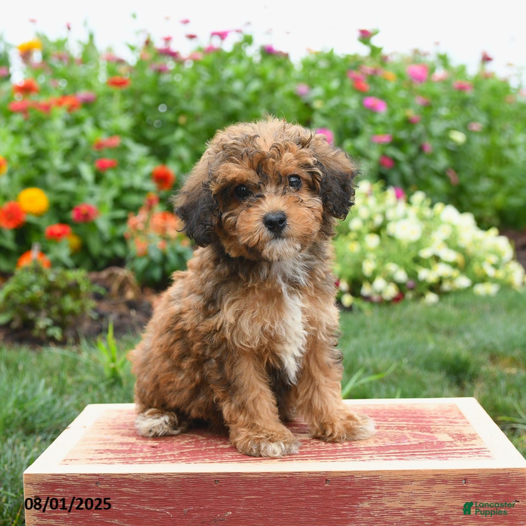 Miniature Poodle dogs for sale: Nash - Image 1