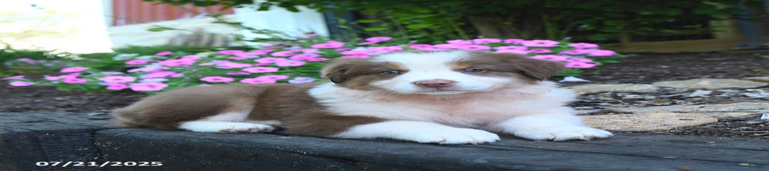 Blossom