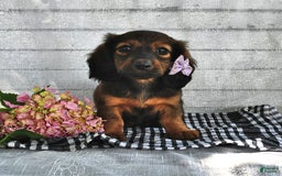 Miniature Dachshund dogs for sale: Miniature Dachshund 5 puppies - Image 8
