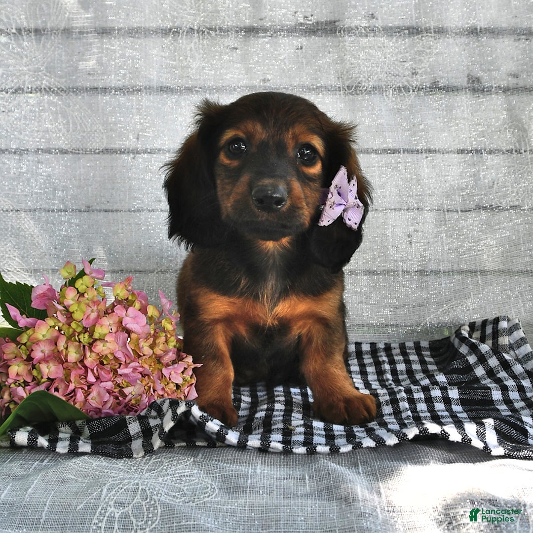 Miniature Dachshund dogs for sale: Miniature Dachshund 5 puppies - Image 8