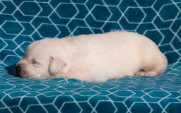 Labrador Retriever dogs for sale: Miles - Image 5