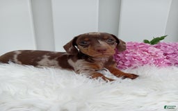 Dachshund dogs for sale: Rocky - Image 2