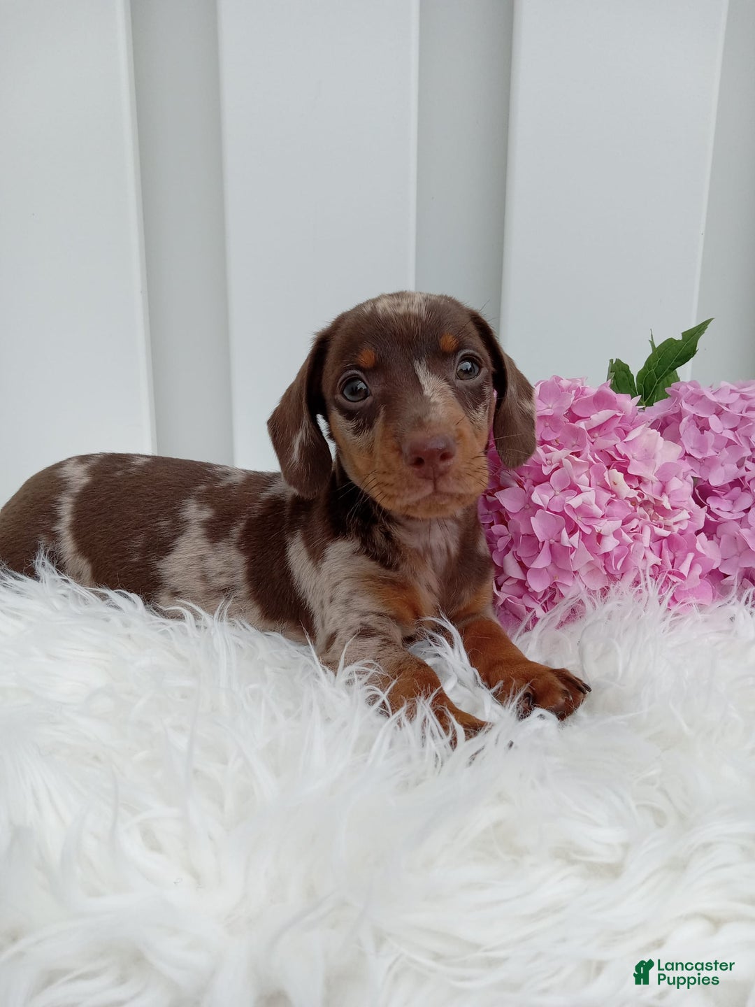 Dachshund dogs for sale: Rocky - Image 2