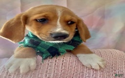 Beagle dogs for sale: Bassetdoodles - Image 17