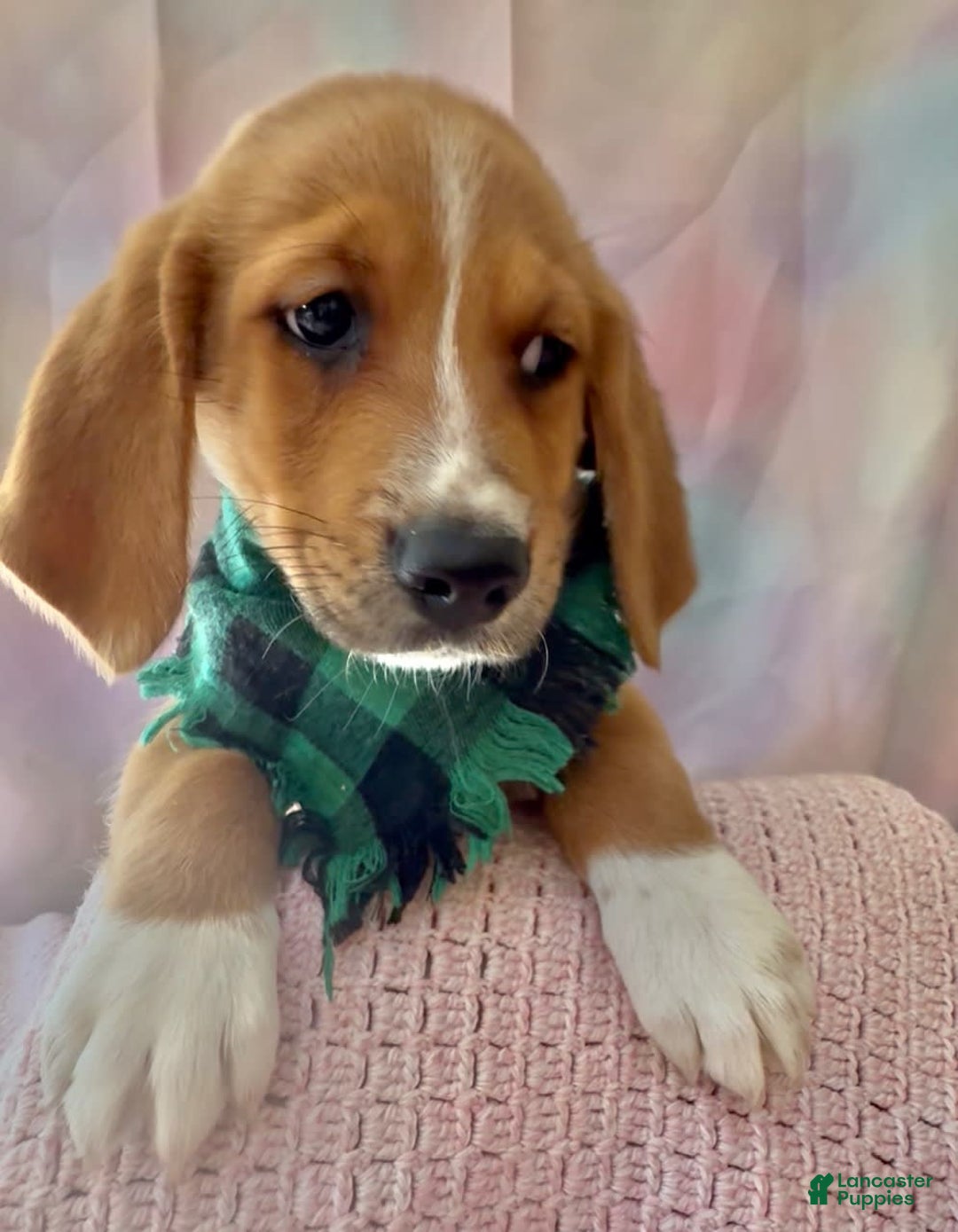 Beagle dogs for sale: Bassetdoodles - Image 17