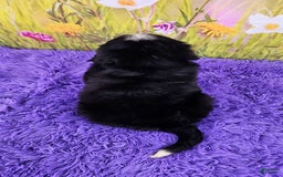 Miniature Bernese Mountain Dog dogs for sale: Apollo - Image 3