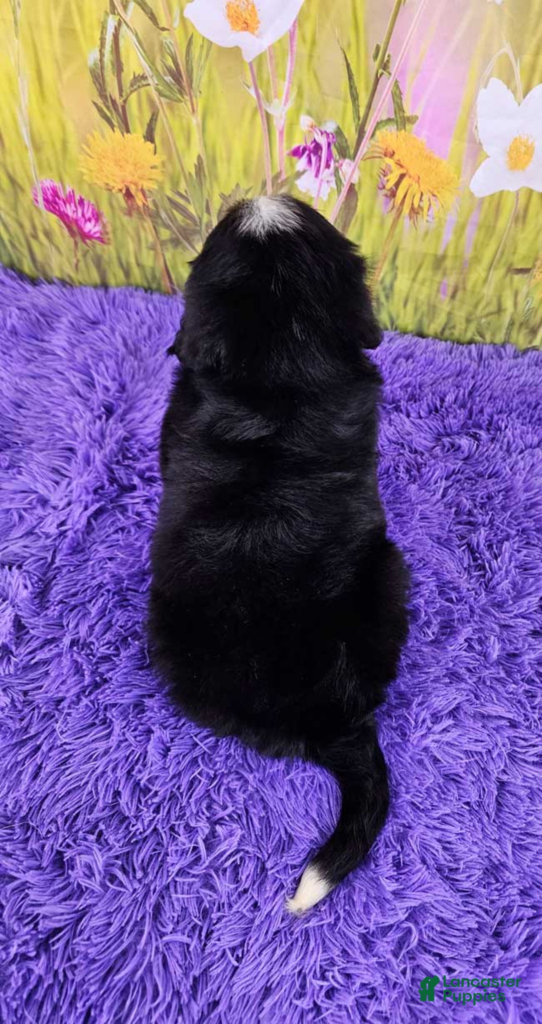Miniature Bernese Mountain Dog dogs for sale: Apollo - Image 3