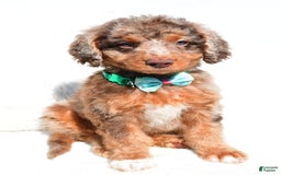 Mini Aussiedoodle dogs for sale: Ernest - Image 5