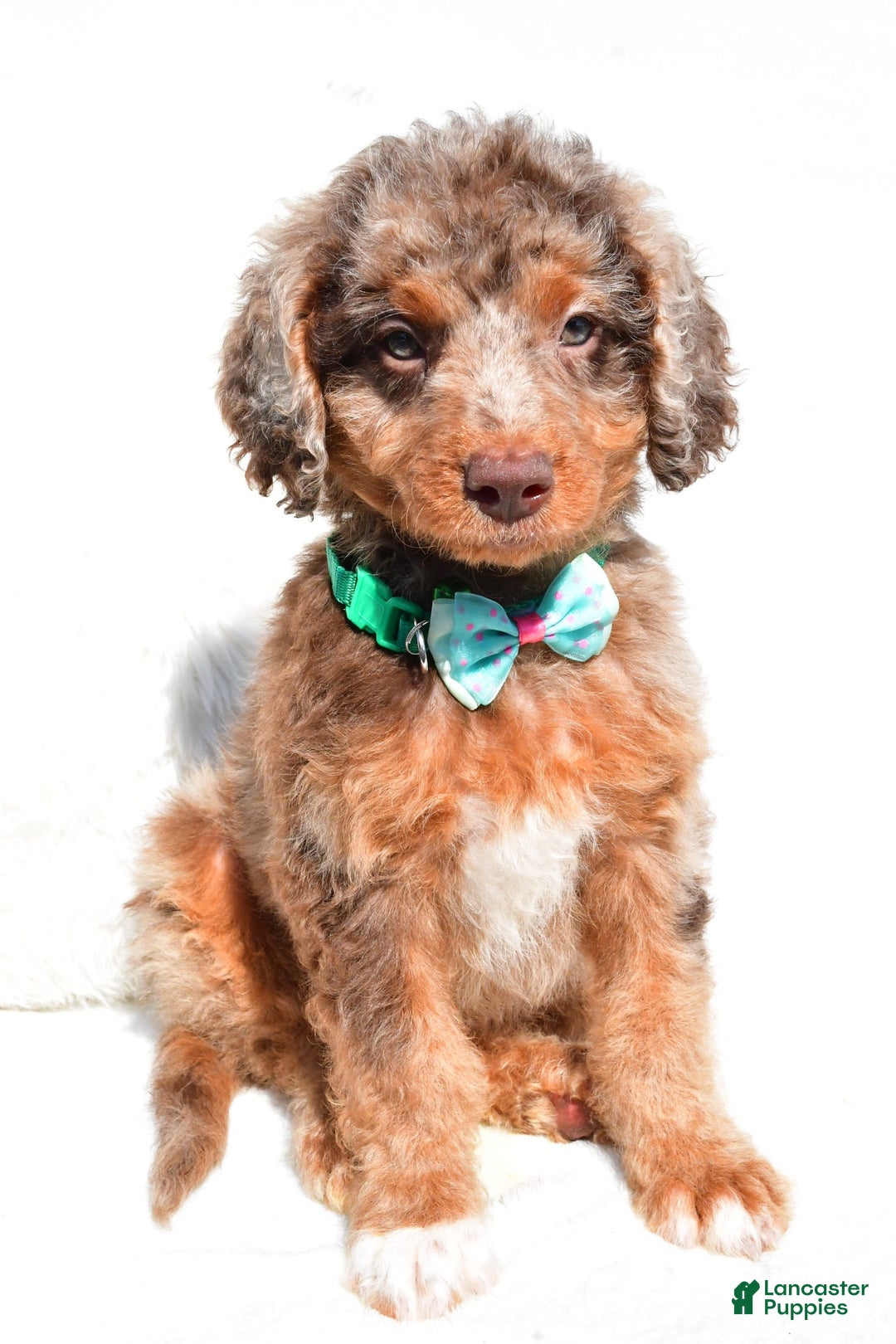 Mini Aussiedoodle dogs for sale: Ernest - Image 5
