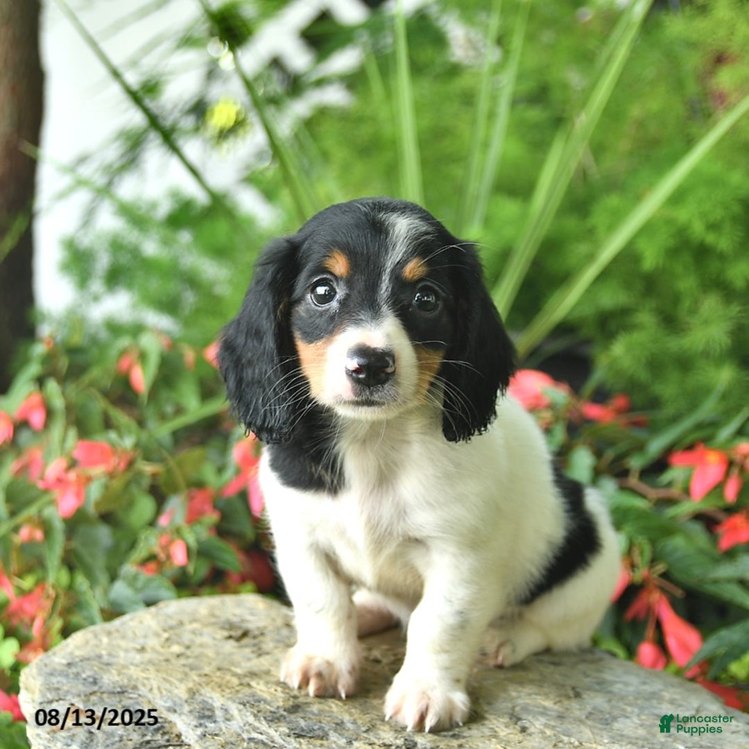 Dachshund dogs for sale: Biscut - Image 3