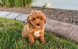 Cavapoo dogs for sale: Karla - Image 5