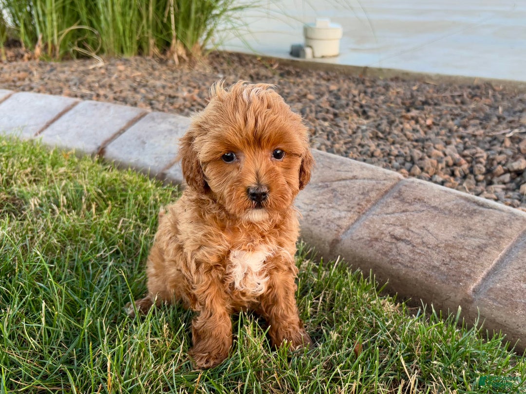 Cavapoo dogs for sale: Karla - Image 5