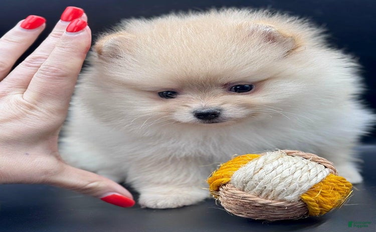 Pomeranian dogs for sale - Ad 2
